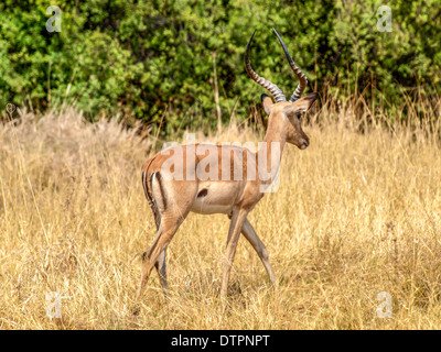 Impala maschio nella boccola Foto Stock