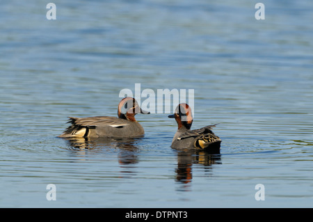 Teal, due maschi, Parco Nazionale di Groote Peel, Maggio, Paesi Bassi / (Anas crecca) Foto Stock