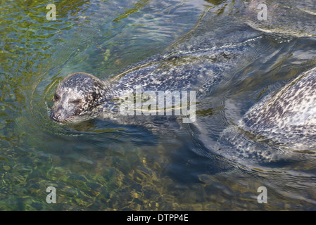 Guarnizione di tenuta del porto, Phoca vitulina, guarnizione comune di nuoto in acqua con la testa al di sopra del livello dell' acqua Foto Stock