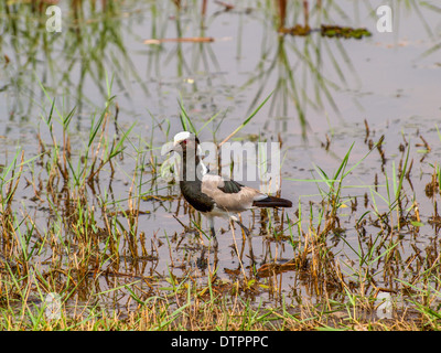 Lappatura di fabbro nel Delta di Okawango Foto Stock