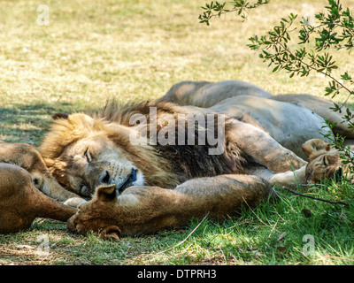 Leone maschio wresting Foto Stock