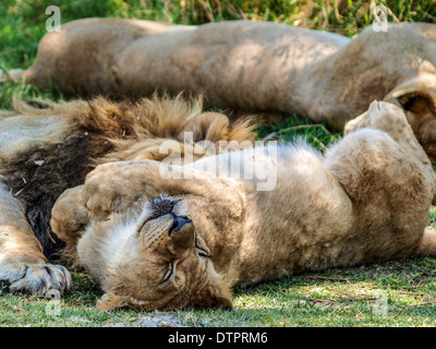 Lion laminazione sull'erba nel suo sonno Foto Stock