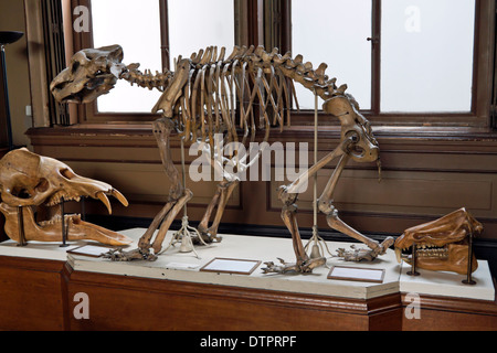 Lo scheletro di un orso delle caverne al Teylers Museum di Haarlem, Olanda Settentrionale, Paesi Bassi Foto Stock