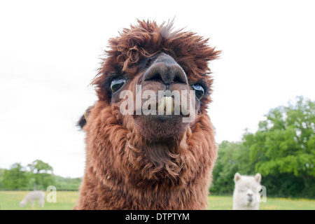 Alpaca (Vicugna pacos), Inghilterra Foto Stock