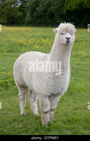 Alpaca (Vicugna pacos), Inghilterra Foto Stock