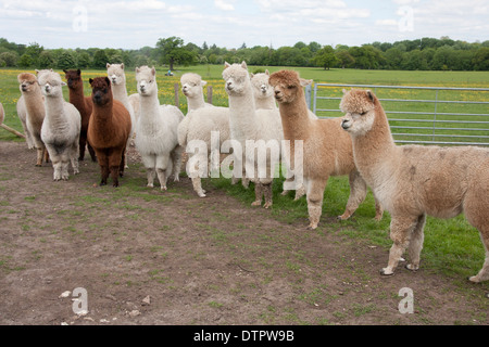 Alpaca (Vicugna pacos) in piedi in fila, Inghilterra Foto Stock