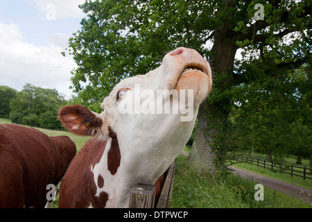 Hereford cow mooing/graffiare la testa sulla recinzione, West Sussex, in Inghilterra Foto Stock