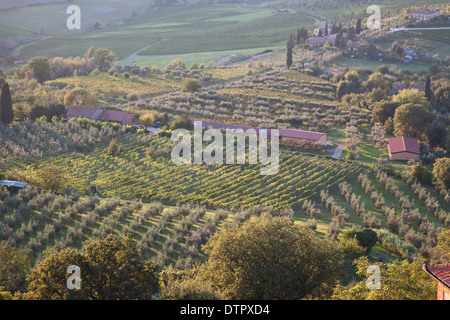 Campi di oliveti e vigneti nella valle sottostante Montepulciano Toscana meridionale, Italia. Credito Jo Whitworth Foto Stock