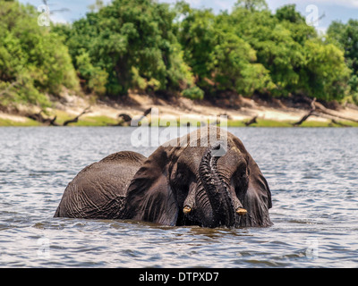 Elephant Varcando il fiume Chobe Foto Stock