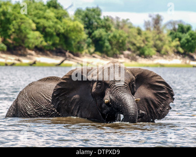 Elephant Varcando il fiume Chobe Foto Stock