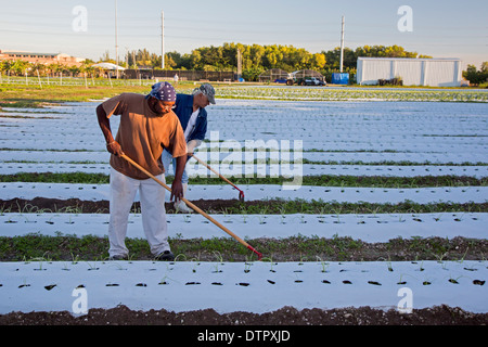 Azienda agricola biologica vicino a Miami che impiega ex senzatetto. Foto Stock