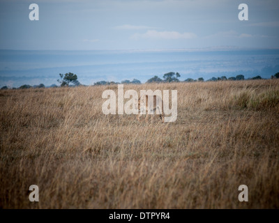 Lion panthera leo, Kenya, Africa Foto Stock