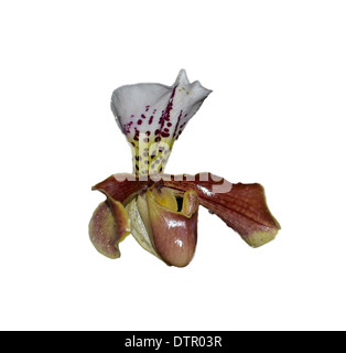Paphiopedilum insigne orchid isolato su bianco Foto Stock