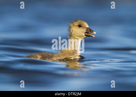 Graylag goose gosling (Anser anser) su Norfolk Broads Foto Stock