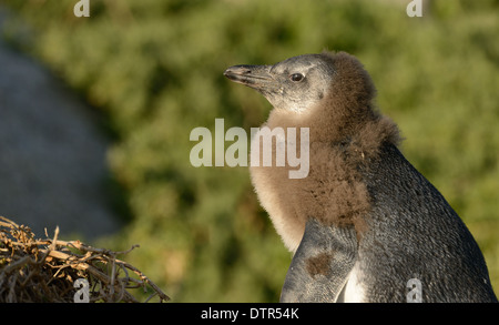 I capretti pinguino africano sulla spiaggia di False Bay, Sud Africa. Foto Stock