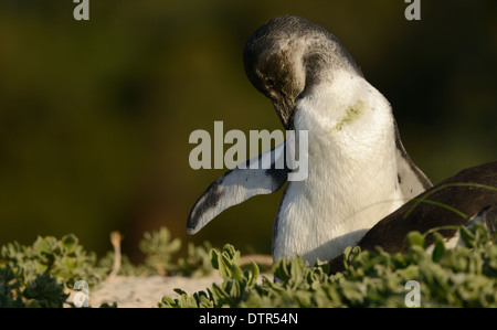 I capretti pinguino africano sulla spiaggia di False Bay, Sud Africa. Foto Stock