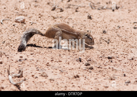 Massa del capo scoiattolo (xerus inauris) nel deserto del Kalahari Foto Stock