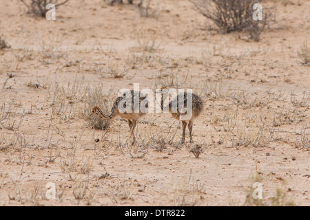 Giovani di struzzo (Struthio camelus) nel deserto del Kalahari Foto Stock