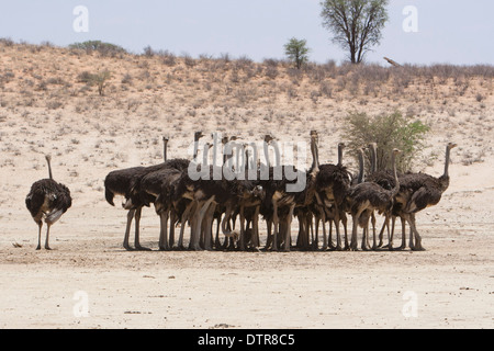 Un gregge di struzzi nel deserto del Kalahari (Struthio camelus) Foto Stock