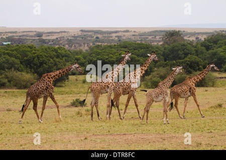 Una mandria di Masai Giraffe (Giraffa camelopardalis tippelskirchi) Foto Stock
