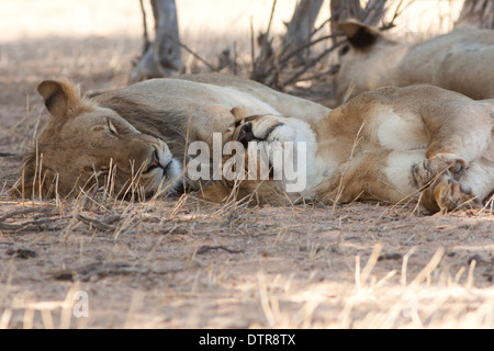 Leone africano orgoglio nel deserto del Kalahari Foto Stock