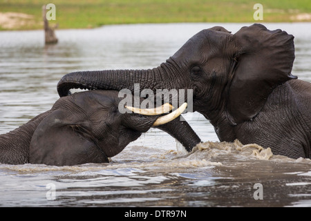 Due elefanti giocare in acqua Foto Stock