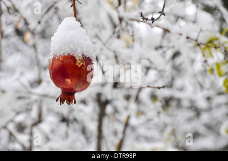 Melograno frutto su un albero è coperto di neve in un giardino fotografato in Gerusalemme, Israele Foto Stock