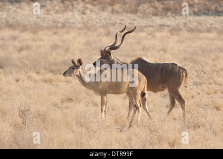 Kudu maggiore nel deserto del Kalahari Foto Stock