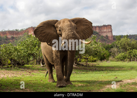 Vista frontale di un elefante bull con il Chilojo scogliere in background Foto Stock