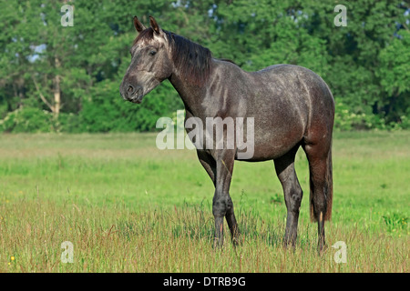 Cavallo di Vestfalia Foto Stock