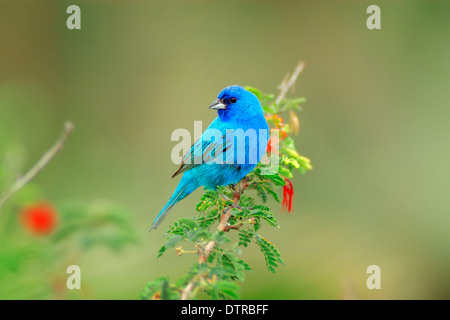 Indigo Bunting, maschio / (Passerina cyanea) Foto Stock