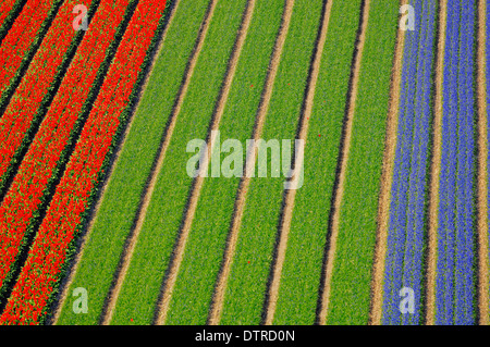 Giacinti e tulipani, vicino a Lisse, Paesi Bassi / (Tulipa spec.) Foto Stock