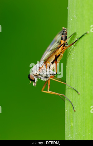 Downlooker Snipefly, Renania settentrionale-Vestfalia, Germania / (Rhagio scolopaceus) / Downlooker beccaccino Fly Foto Stock