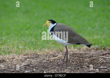 Masked pavoncella Vanellus (miglia) fotografato in un parco urbano Foto Stock