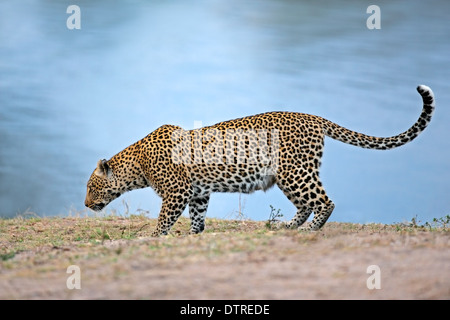 Alert leopard (Panthera pardus) a waterhole, Sud Africa Foto Stock