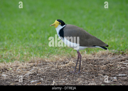 Masked pavoncella Vanellus (miglia) fotografato in un parco urbano Foto Stock