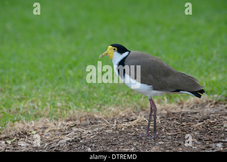 Masked pavoncella Vanellus (miglia) fotografato in un parco urbano Foto Stock