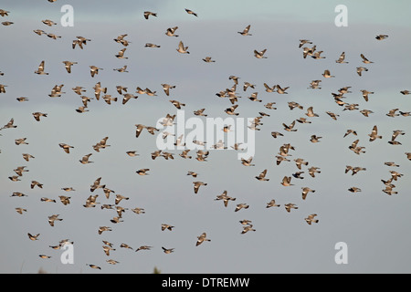 Colombaccio Columba palumbus, inverno gregge in volo sopra il raccolto di cereali in cui alimentazione, NORFOLK REGNO UNITO Foto Stock