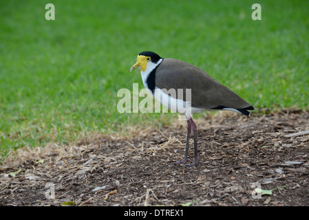 Masked pavoncella Vanellus (miglia) fotografato in un parco urbano Foto Stock