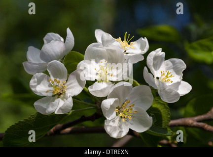 Melo fiori Foto Stock