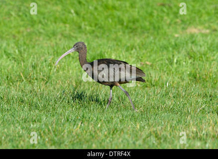 Ibis lucido - Plegadis falcinellus - primo inverno Foto Stock