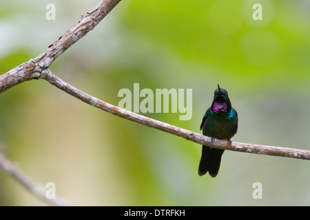 Tormalina Sunangel, Hummingbird, (Heliangelus exortis), arroccato, Ande, Juntas, Magdalena Valley, Colombia. Foto Stock