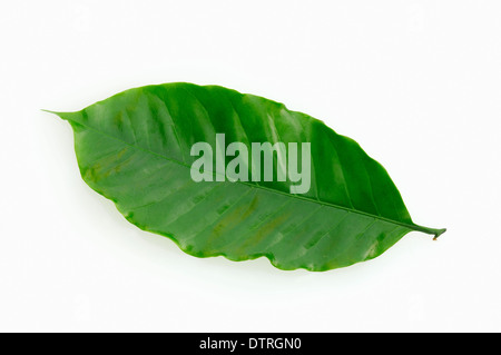 La pianta del caffè, leaf / (Coffea arabica) Foto Stock