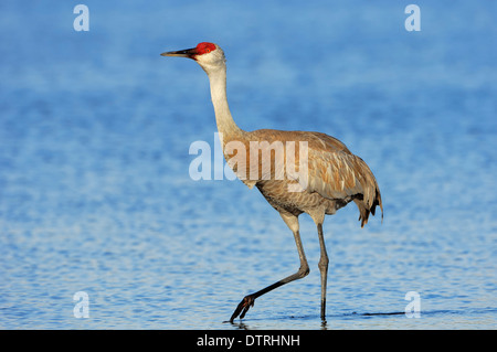 Florida Sandhill gru, Myakka River State Park, Florida, Stati Uniti d'America / (Grus canadensis pratensis) Foto Stock