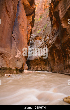 Fiume vergine si restringe, Parco Nazionale Zion, Utah, Stati Uniti d'America Foto Stock
