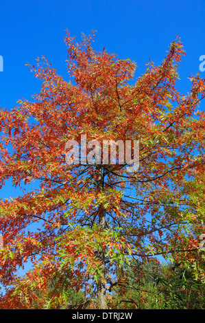 Scarlet quercia in autunno, Renania settentrionale-Vestfalia, Germania / (Quercus coccinea) Foto Stock