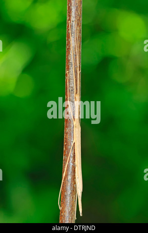 Rosa-bastone alato / insetto (Sipyloidea sipylus) Foto Stock