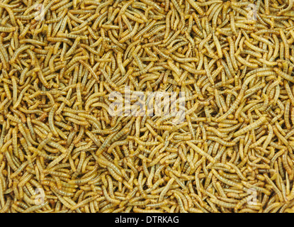 Una dispersione delle larve mealworm, utilizzato per l'alimentazione di uccelli, rettili o pesci. Foto Stock