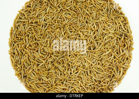 Una dispersione delle larve mealworm, utilizzato per l'alimentazione di uccelli, rettili o pesci. Foto Stock