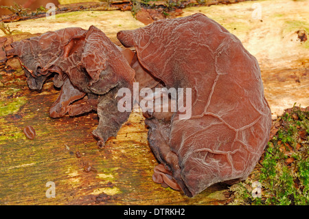 Giuda l'orecchio fungo della Renania settentrionale-Vestfalia Germania / (padiglione auricolare Hirneola-judae Auricularia padiglione auricolare-judae Auricularia sambucina Foto Stock